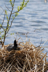 moorhen in nest