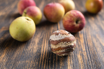 Apple with mold and fresh apples on wooden background - mold growth and food spoilage concept