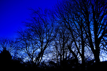 Fototapeta na wymiar tree silhouette against sky