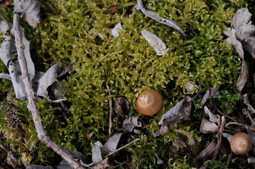 mushrooms in the moss