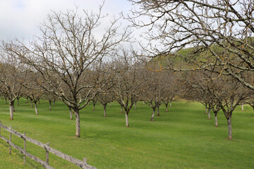 Obraz premium Walnussbaumplantage an der Dordogne, Frankreich