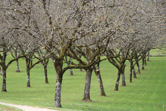 Walnussbaumplantage an der Dordogne, Frankreich