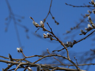 willow branch with catkins
