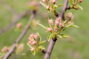  Close-up of red unopened buds of apple tree flowers on a tree with a green blurred background.