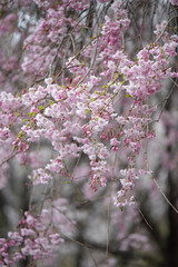 Obraz premium 枝垂れ桜