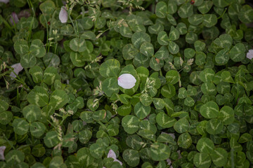 シロツメクサと桜の花弁