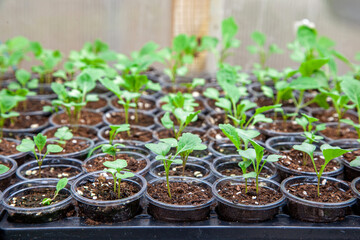Young cabbage seedlings in a greenhouse.