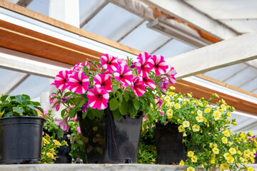 Fototapeta na wymiar Petunia and calibrachoa potted flowers in a greenhouse. Sale of flowers. Flower Pots At Shop.