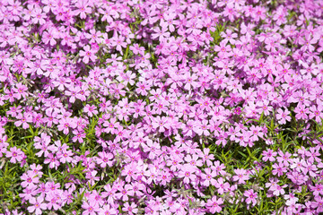 Obraz premium 芝桜