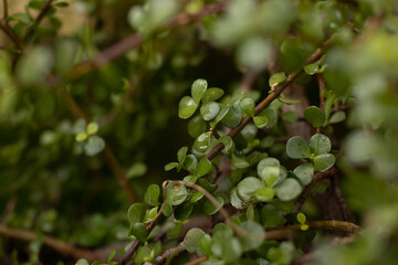 Succulents are a group of plants native to the arid regions of South America, Madagascar and Africa.