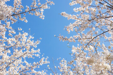 桜と青空
