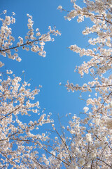 桜と青空
