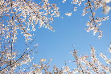桜と青空
