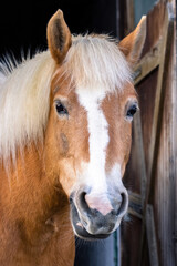 Portrait of a beautiful tan colored horse with a beige mane and a white stripe on the muzzle, looking directly at the camera while ruminating.