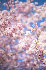 桜と青空
