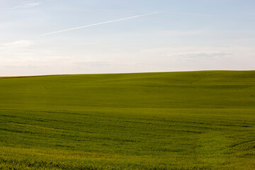 simple plain grass weeds on the field in the summer season