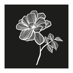 White flower on black background. Linocut. Black and white vector illustration. For cosmetic package design, medicinal herb, treating, half care, prints. Design element  for fabric, textile, clot