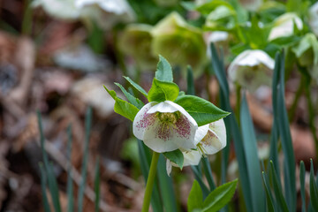 クリスマスローズ