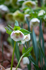 クリスマスローズ