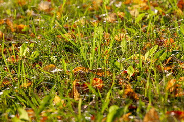 plants and grass turning yellow in the autumn season on an agricultural field
