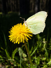 butterfly on flower