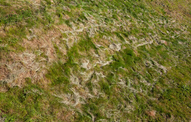 part of the field where green grass grows, hay harvesting for livestock