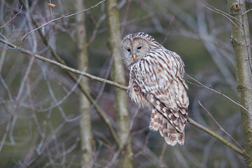 Ural Owl (Strix Uralensis)  standing on a tree at the edge of the forest..