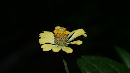 Tropical flowers bloom in beautiful colors at night with green leaves