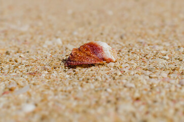 seashell on sandy seashore with selective focus
