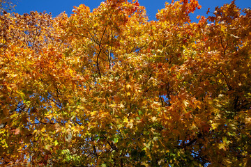 changes in nature during the autumn season