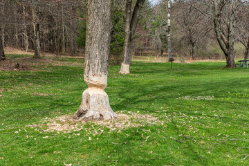 This shows the damage that a beaver has done to this mature tree along the lake at Greenwood Park in Broome County in Upstate NY.