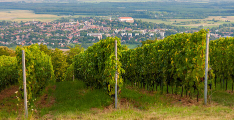 vineyards and Siklos castle, Hungary