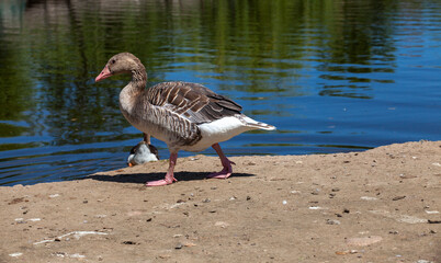 geese walking in the park, goose