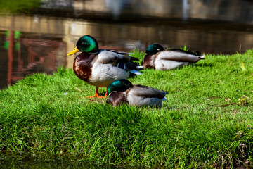 wild ducks walking in the park - Powered by Adobe