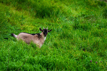 happy goats in the green meadow, yeanling, billy goat, goatling
