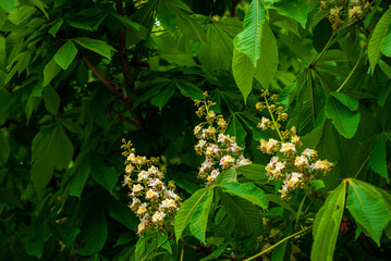 Flowers of a Chestnut Tree Twig, Fresh Green Leaves in Early Spring, selective focus, Aesculus hippocastanum spring blossom of  white horse-chestnut tree. blue sky, copy space, Aesculus flower, buckey