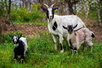 happy goats in the green meadow, yeanling, billy goat, goatling
