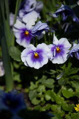 Fototapeta premium Flowers