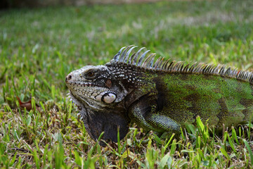 
reptile called iguana in the fields of Venezuela