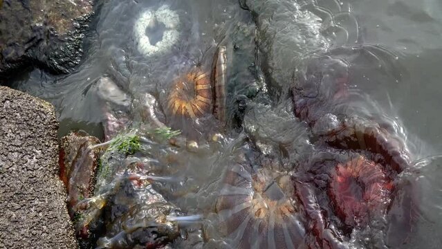 Group of jellyfish carried away by the strong tide onto the beach shore