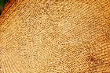 a large amount of pine wood during logging