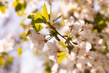 Cherry blossoms. Cherry blossoms in small clusters on a cherry branch, fading to white. Spring, flowering trees. Spring concept.Sun rays.Place for text.