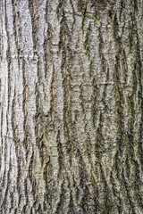 oak bark texture or background