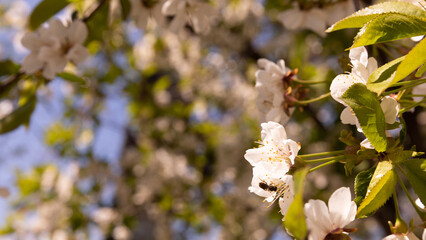 Cherry blossoms. Cherry blossoms in small clusters on a cherry branch, fading to white. Spring, flowering trees. Spring concept.Sun rays.Place for text.