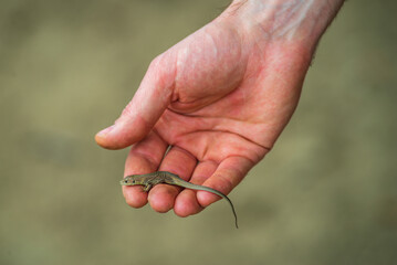 a small Green lizard in the hand of a man with a blurred background