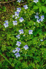 Blue flowers speedwell close-up .Veronica filiformis