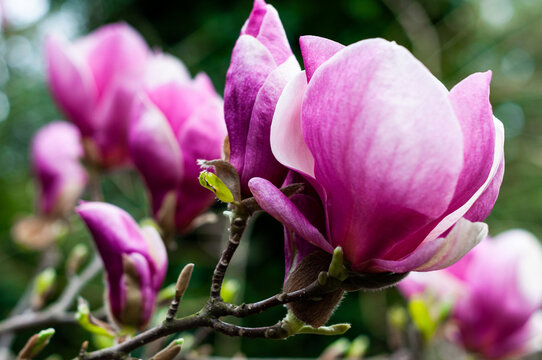 naturalistic photos of pink and white magnolia