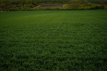 Rural landscape of young green wheat growing in fields at sunset, 
windmills