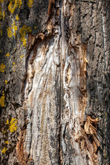 the bark of an old tree with a close-up structure and relief