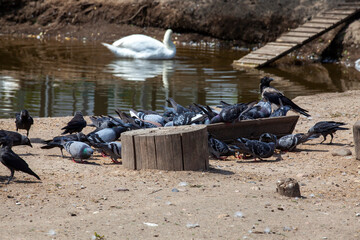 Obraz premium large number of pigeons that eat food for other birds and animals
